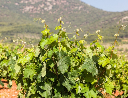 Bodegas Adolfo Hernández