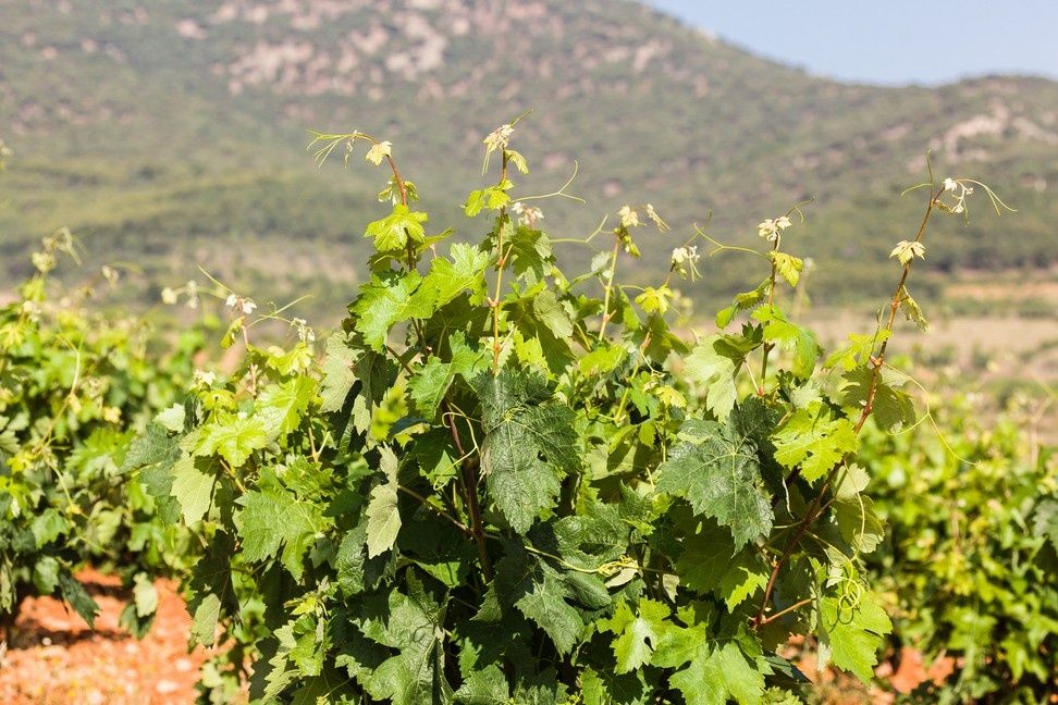 Bodegas ADolfo Hernández