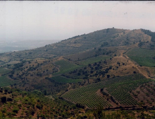 Bodegas Libre y Salvaje SL